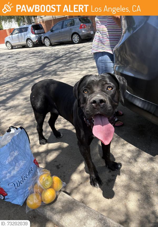 Found/Stray Female Dog last seen De Garmo Ave. & Polk St., Los Angeles, CA 91342