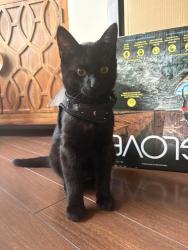 Found/Stray Male Cat last seen columbia east and mcbride, near victoria hill in new westminster, New Westminster, BC V3L 0B7