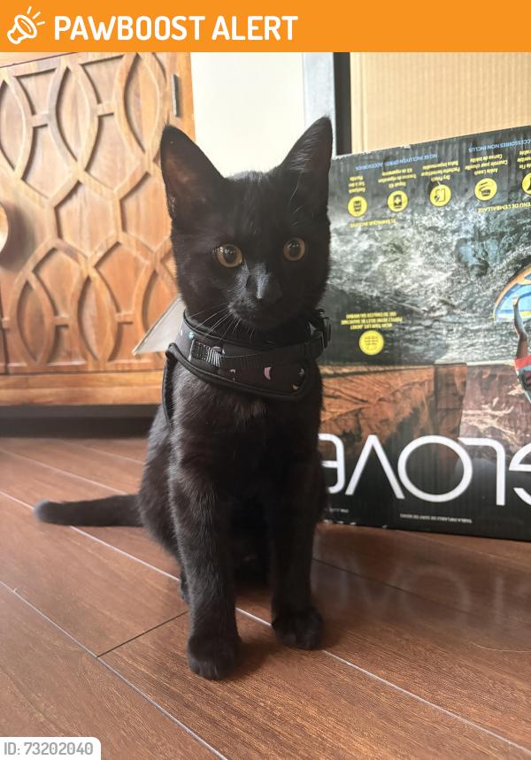 Found/Stray Male Cat last seen columbia east and mcbride, near victoria hill in new westminster, New Westminster, BC V3L 0B7