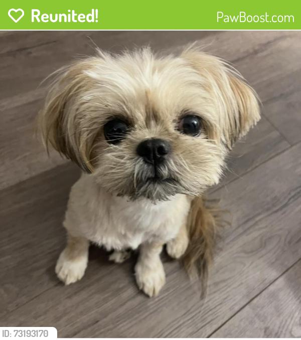 Reunited Female Dog last seen Beech Trail, San Antonio, TX 78244