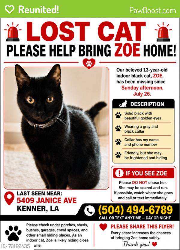 Reunited Female Cat last seen Near Janice avenue Kenner La 70065, Kenner, LA 70065