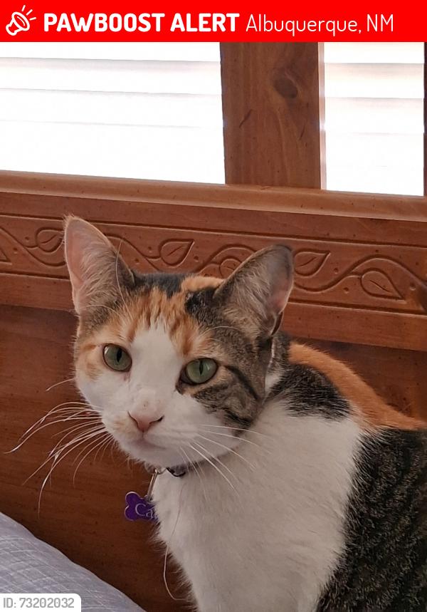 Lost Female Cat last seen 2nd and alameda rd, Albuquerque, NM 87114