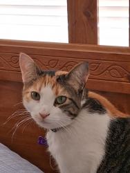 Lost Female Cat last seen 2nd and alameda rd, Albuquerque, NM 87114