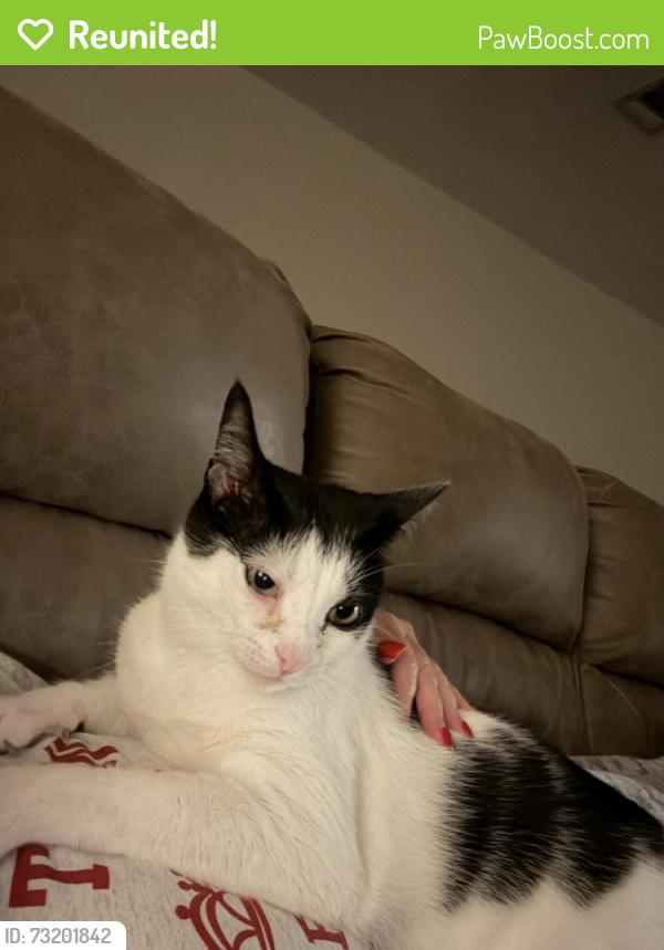 Reunited Male Cat last seen Keystone road in Mary Esther off Highway 98 near Hurlburt Field, Okaloosa County, FL 32569