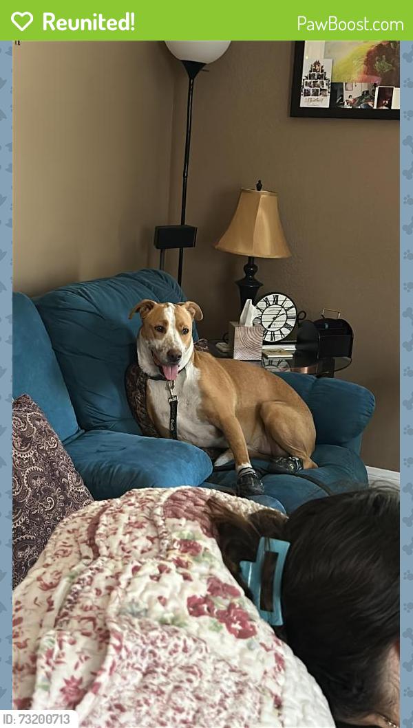 Reunited Male Dog last seen Santa Margarita St, Spring Valley, NV 89118, USA, Spring Valley, NV 89118