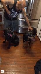Found/Stray Female Dog last seen Harmon, Paradise, NV 89121