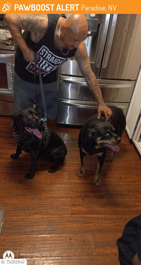 Found/Stray Female Dog last seen Harmon, Paradise, NV 89121