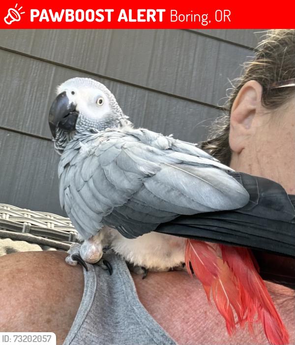 Lost Female Bird last seen Haley road and 282nd, Boring, OR 97009