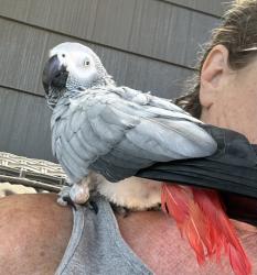 Lost Female Bird last seen Haley road and 282nd, Boring, OR 97009