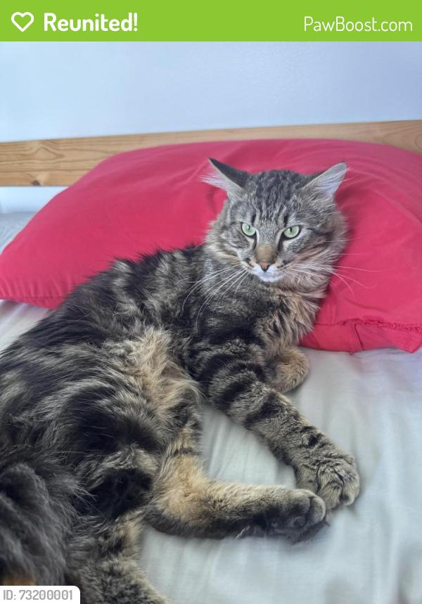 Reunited Male Cat last seen Jervis st/ stovold ln intersection, Vancouver, BC V6E 2B5