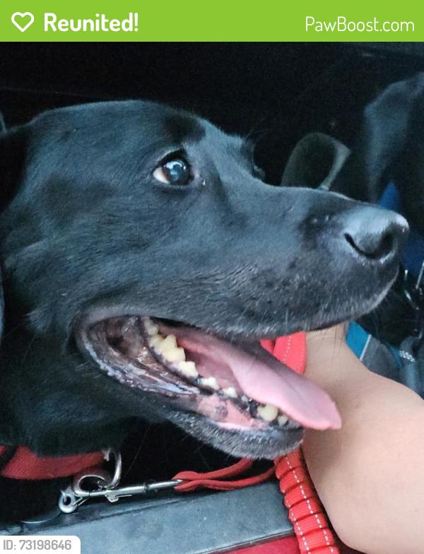 Reunited Male Dog last seen Victor rd. Seascape Landmark, Anchorage, AK 99515