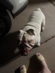 Found/Stray Male Dog last seen Ray and rural, Chandler, AZ 85226