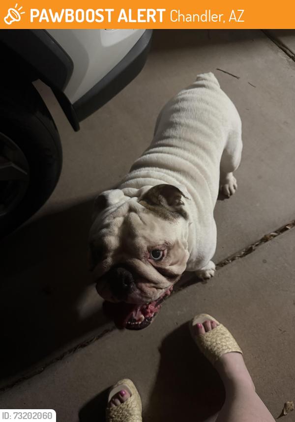 Found/Stray Male Dog last seen Ray and rural, Chandler, AZ 85226