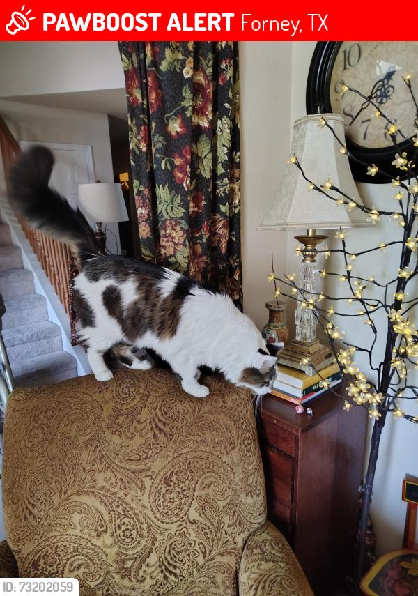 Lost Male Cat last seen Ridgecrest Drive, Forney, TX 75126