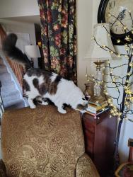 Lost Male Cat last seen Ridgecrest Drive, Forney, TX 75126