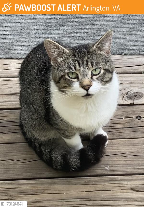 Found/Stray Male Cat last seen Fredrick St S / 12th St S 22204, Arlington, VA 22204