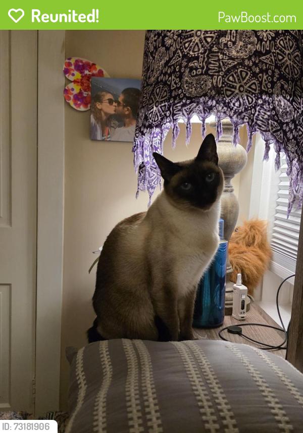 Reunited Female Cat last seen Litits pike and east Petersburg rd before the church, Lancaster, PA 17601