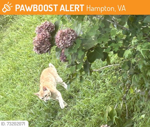 Found/Stray Unknown Cat last seen kecoughtan, Hampton, VA 23661