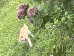 Found/Stray Unknown Cat last seen kecoughtan, Hampton, VA 23661