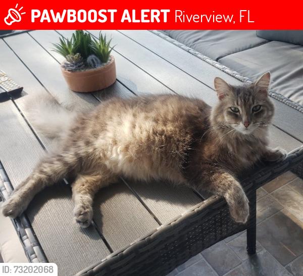 Lost Male Cat last seen Near Fairlawn Dr, Riverview, FL, Riverview, FL 33579