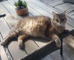 Lost Male Cat last seen Near Fairlawn Dr, Riverview, FL, Riverview, FL 33579