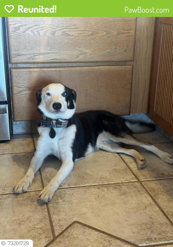 Reunited Male Dog last seen Racetrack and Essex, Henderson, NV 89015