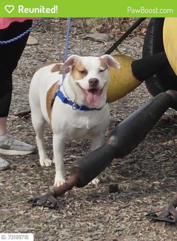 Reunited Male Dog last seen Inman & triplett, Akron, OH 44306