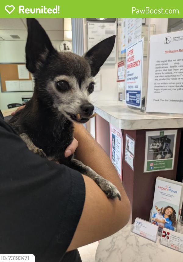 Reunited Female Dog last seen Gage/Emil Ave Commerce, Commerce, CA 90040