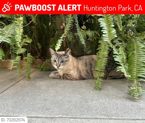 Lost Female Cat last seen Near Cudahy St, Huntington Park, CA 90255