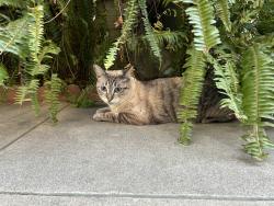 Lost Female Cat last seen Near Cudahy St, Huntington Park, CA 90255
