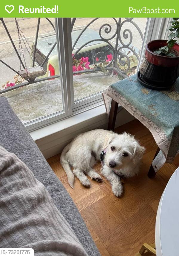 Reunited Female Dog last seen Kirkham & 5th St, San Francisco, CA 94122