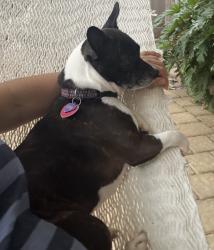 Reunited Female Dog last seen West airport, Village Of Oak Lake, TX 77498