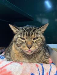 Shelter Stray Female Cat last seen Near henry way, CITY of El Paso, TX, 5001 Fred Wilson Ave, El Paso, TX 79906, USA