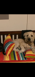 Lost Female Dog last seen Winn ridge, Aubrey, TX 76227