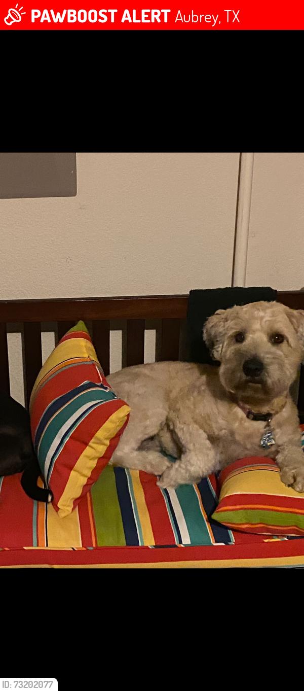Lost Female Dog last seen Winn ridge, Aubrey, TX 76227