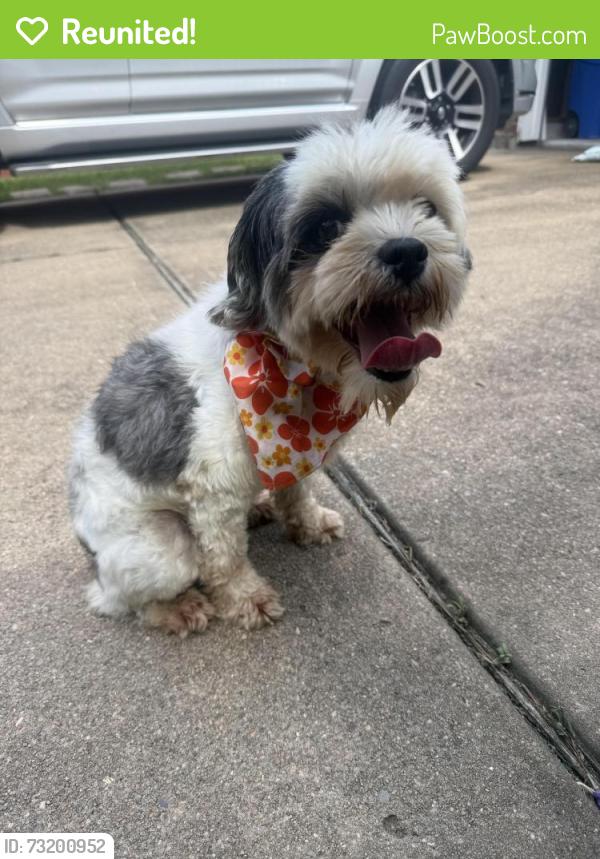 Reunited Female Dog last seen Northfork in Clear Lake, Texas, Houston, TX 77059