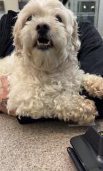 Found/Stray Unknown Dog last seen Nova Place Parking Garage, Pittsburgh, PA 15212