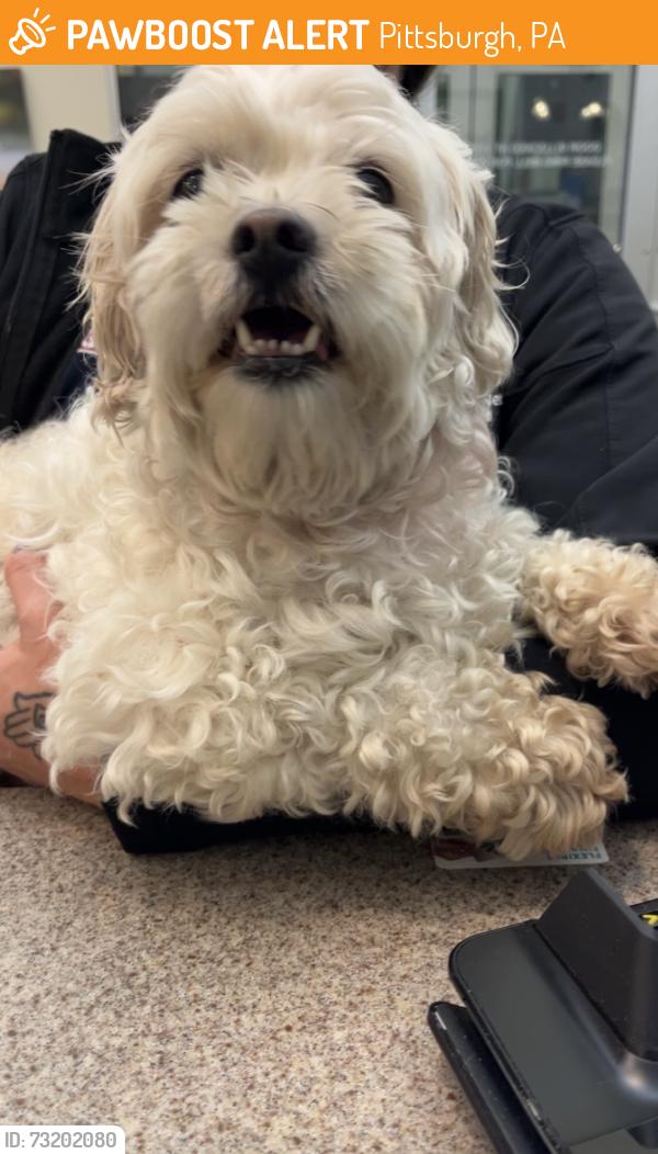 Found/Stray Unknown Dog last seen Nova Place Parking Garage, Pittsburgh, PA 15212