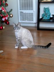 Reunited Male Cat last seen Garden Pl, Hayward, CA 94541, USA, Hayward, CA 94541