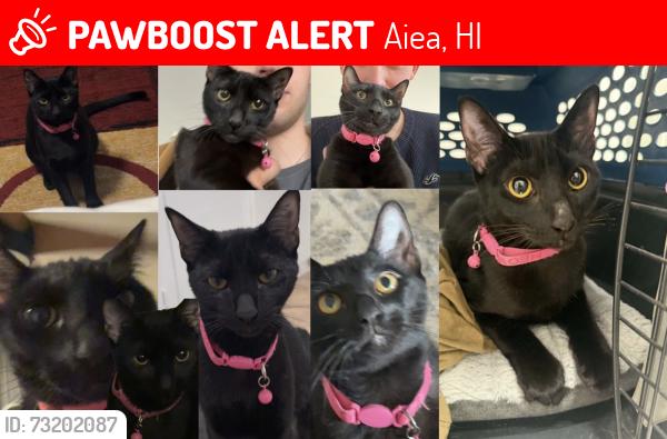 Lost Female Cat last seen Last seen: Aiea, Kahilinai Place Date & time: July 29, 2026, 5:00 p.m., Aiea, HI 96701