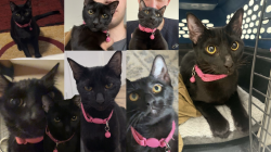 Lost Female Cat last seen Last seen: Aiea, Kahilinai Place Date & time: July 29, 2026, 5:00 p.m., Aiea, HI 96701