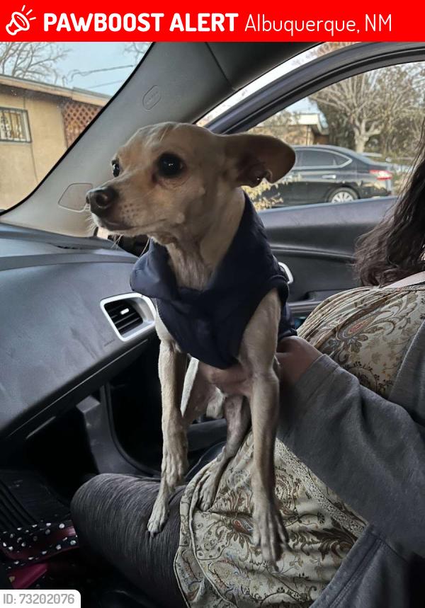 Lost Male Dog last seen gallegos and old coors, Albuquerque, NM 87105