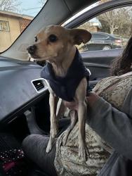 Lost Male Dog last seen gallegos and old coors, Albuquerque, NM 87105
