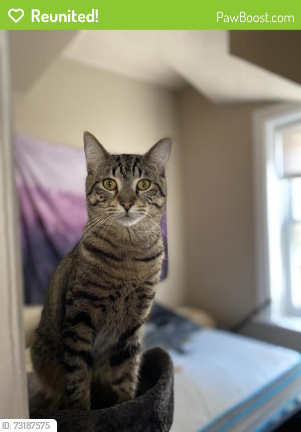 Reunited Male Cat last seen 22nd Place and Rockwell, Chicago, IL 60608