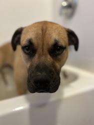 Reunited Male Dog last seen Pacific and grove, Rocklin, CA 95677