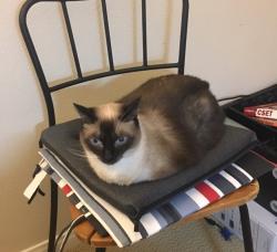 Reunited Female Cat last seen Belfast, Irvine, CA 92620