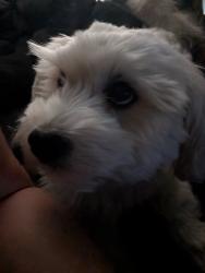 Reunited Male Dog last seen Dracaea, Moreno Valley, CA 92553