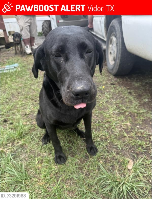 Lost Female Dog last seen Hwy 1131, Hwy 105, Pine Forest Drive, Vidor, TX 77662
