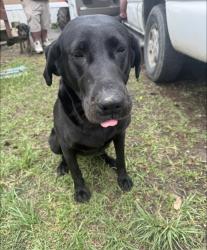 Lost Female Dog last seen Hwy 1131, Hwy 105, Pine Forest Drive, Vidor, TX 77662