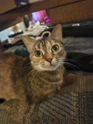 Lost Female Cat last seen Near Mocksville Hwy, Statesville, NC 28625